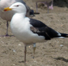 3cy graellsii LBBG in June, ringed in the Netherlands. (135385 bytes)